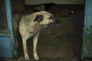 Hund bewacht den Eingang. Obdachloser Hund im Industriegebiet. Tier auf der Straße. foto