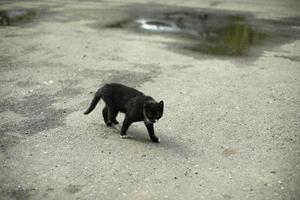 schwarze katze geht auf asphalt. Katze geht zum Treffen auf der Straße. Haustier in der Stadt. foto