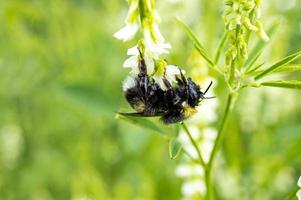 Nasse Hummel auf weißer Blume aus nächster Nähe. natürlicher grüner Hintergrund foto