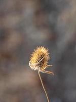 Trockene Distelblüte auf der Wiese. dipsacus fullonum. schönes bokeh auf einem hintergrund. foto