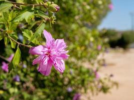 rosafarbene Hibiskus-Syriacus-Blume. bekannt als Rose von Sharon, syrische Ketmia, Strauch Althea und Rosenmalve. foto