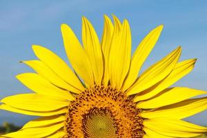 Nahaufnahme Sonnenblume foto