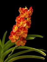 orangefarbene Orchidee auf schwarz