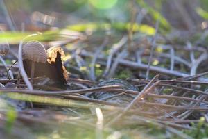 Pilz, verträumt, verschwommen mit Sonnenstrahlen auf Nadelwaldboden im Herbst. Sanftes Licht foto