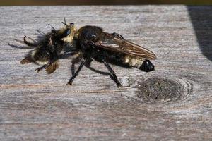 gelbe Mordfliege oder gelbe Raubfliege mit einer Hummel als Beute. Insekt wird gesaugt foto