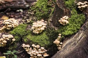kleine Pilze in einem Wald