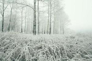 frostige Winterlandschaft im verschneiten Wald foto