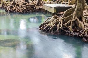 erstaunlicher kristallklarer Smaragdkanal mit Mangrovenwald