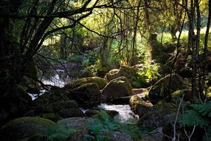 Waldlandschaft mit moosigen Steinen und Bäumen