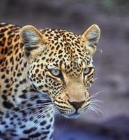 Leopardenjagd in einem Wald in Kenia foto