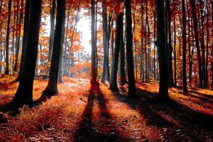 Herbstwald foto
