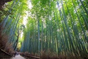 der Bambuswald von Kyoto, Japan foto