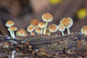 Pilze wachsen auf einem lebenden Baum im Wald foto