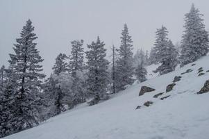 schneebedeckter Wald an den Hängen des Berges. foto