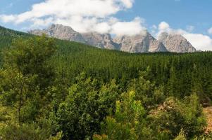 Waldlandschaft mit Bergen und bewölktem Himmel, Südafrika