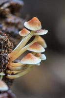 Pilze wachsen auf einem lebenden Baum im Wald foto