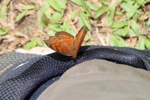 Schokoladen-Stiefmütterchen-Schmetterling in einem Park foto