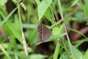 dunkel gebänderter buschbrauner Schmetterling in einem Park foto