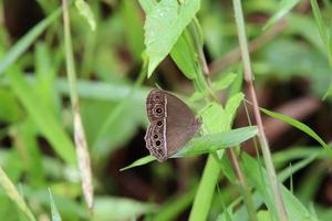 dunkel gebänderter buschbrauner Schmetterling in einem Park foto