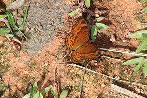Schokoladen-Stiefmütterchen-Schmetterling in einem Park foto