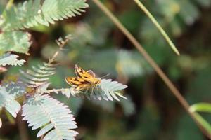 kleiner Dart Schmetterling foto