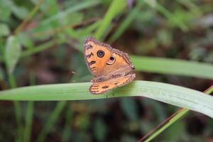 Pfauen-Stiefmütterchen auf einem Grashalm foto