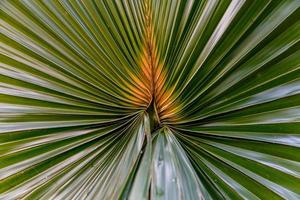 grünes Palmenblatt als Hintergrund