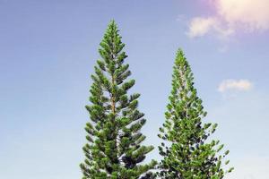 Korallenriff-Araukarie, Norfolk-Insel-Kiefer ist eine Zierpflanze, verzweigt in Schichten, schöne grüne Blätter, das Blätterdach ist nicht groß, geeignet für den Anbau in Töpfen und im Garten gepflanzt. foto