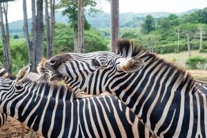 ein paar Zebras im Zoo, die vom Reisenden gefüttert werden. Konzentrieren Sie sich auf Augen und Wimpern von Wildtieren und zeigen Sie das natürliche schöne Muster des Tieres. foto