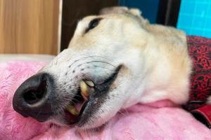 Greyhound Hund Nase Boop. Nahaufnahme einer Greyhound-Hundenase, süßes Hundefoto. tierpflege tierleben quarantänekonzept foto