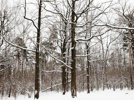 verschneite Eichen und Kiefern im Winterwald foto