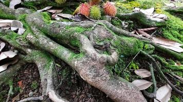 Nahaufnahme der Wurzeln des Rambutan-Baums, die wunderschön aussehen und mit Moos bedeckt sind 02 foto