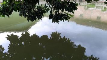 ein ruhiger Fischteich mit Rambutan-Baumblättern geschmückt foto