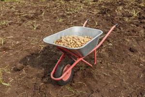 frische Kartoffeln in einer Gartenschubkarre. Kartoffelernte im Herbst. foto