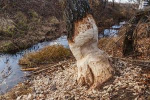 Biber knabberten an einem Baumstamm. Biberzahnspuren an Bäumen. Sägemehl ist überall um den Baum herum. foto