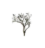 Vögel, die auf einem toten Baum sitzen und auf weißem Hintergrund isoliert sind, eignen sich sowohl für den Druck als auch für Webseiten foto