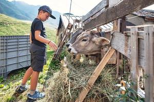 Ein Kind füttert Kühe mit Gras foto