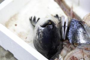 getrockneter Fisch im Müll foto