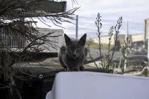 blaue russische katze auf der straße foto