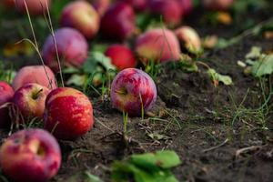 frische Äpfel aus dem Obstgarten. apfelernte aus dem obstgarten in der republik moldawien. foto