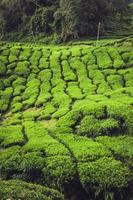 Teeplantage Cameron Highlands, Malaysia