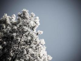 Weihnachtshintergrund des verschneiten Waldes, gefrostete Baumkronen am Himmel.
