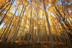 Espenbäume mit Herbstfarbe, San Juan National Forest, Colorado foto