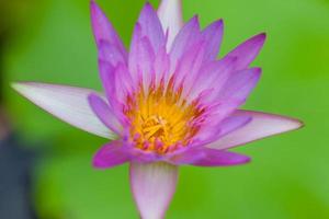 lila Lotusblume, Thailand