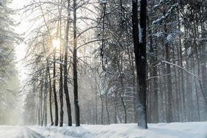 Winter im Wald mit Schneestaub auf den Straßen