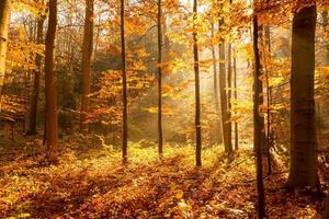 Wald im Herbst, die Sonnenstrahlen erhellen den Nebel