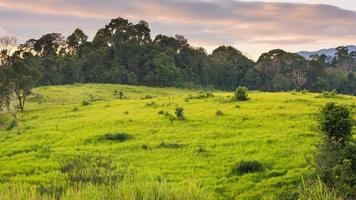 grüne wiese, khao yai nationalpark thailand