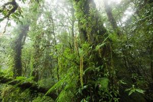 Baum im Regenwald im Doi-Intanont-Nationalpark, Chiangmai, Tha foto