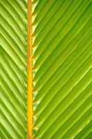 Texturen von grünen Palmblättern