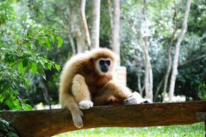 Gibbon auf dem Protokoll foto